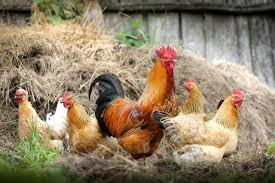 The best way to prevent catching bird flu is to make sure you are not exposed to the viruses that cause it. Belgium Announces Measures For Bird Flu Outbreak