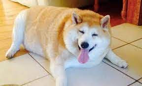 A fat doggo drawn at 2 am. Shitpostbot 5000