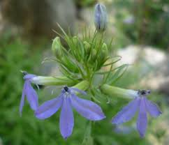 Image result for Lobelia lobata
