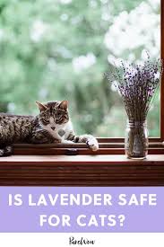 But does lavender pose a threat to our beloved felines? Pin On Health Fitness Well Being