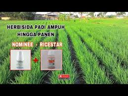 Ibarat pada gambar di cara / takaran pemakaian herbisida rumpas. Aplikasi Herbisida Nomine Campur Ricestar Youtube