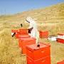 Profile Picture of Bryan's Bees - Bee Removal, Pollination (@bryansbees.com) on Google