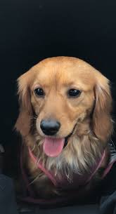 There's a lil cute white dog walking