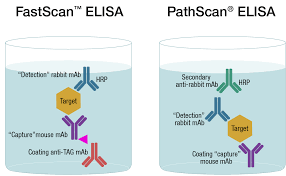 What is elisa (enzyme linked immunosorbent assays)? Overview Of Elisa Types Of Elisas Cell Signaling Technology