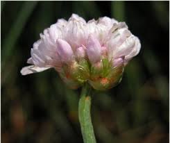 We did not find results for: Flowers And Regions The Plants That You Can Only Admire In Italy