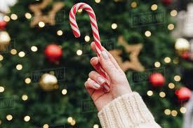 Fierce tiger vector, sweet candy cane seamless pattern design christmas surface, graphic design, sweet, candy cane, candycanes, seamless pattern, pattern design, surface, christmas, xmas, festive, holiday, season, lollies, cute, pretty, pink, red, white, aesthetic, modern, contemporary, candy cane candy cane candy cane candy cane candy cane candy cane candy cane candy cane candy cane. Hand Of Caucasian Woman Holding Candy Cane Near Christmas Tree Stock Photo Dissolve