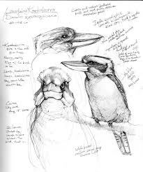 Australia Sketchbook Bird Drawings Sketch Book Bird Pencil Drawing