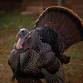 Turkey Shoot Golf Scramble
