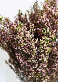 Pink Heather Preserved Flowers In 2020 Heather Flower How To Preserve Flowers Types Of Flowers