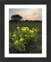 Image result for Gnidia kraussiana