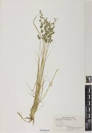 Image result for Eragrostis echinochloidea