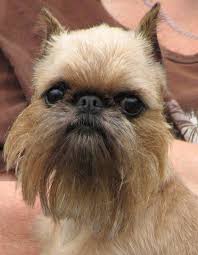 Brussels Griffon Milye Zhivotnye Zhivotnye