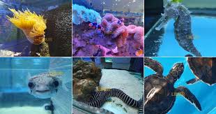 Tripadvisor has 15,077 reviews of port dickson hotels, attractions, and restaurants making it your best port dickson resource. Pusat Ikan Hiasan Port Dickson Tarikan Percutian Untuk Keluarga Di Bulan Ramadan Libur