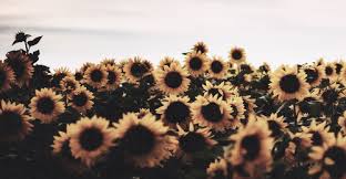Sunflowers Cover Photos Tumblr Facebook Cover Photos Flowers Facebook Cover Photos Vintage sunflowers cover photos tumblr