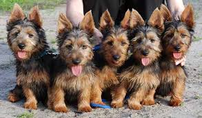 Have the ckc registry papers for them, will be ready after the first of feb. India Australian Terrier Breeders Grooming Dog Puppies Reviews Articles Muamat