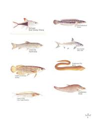 Biasanya jenis ikan hias akuarium merupakan ikan ramah lingkungan yang hidupnya di air tawar dimana tujuan dari pemeliharaan ikan ini sebagai hiasan atau memperindah ruang dan bukan untuk. Ikan Air Tawar Di Malaysia