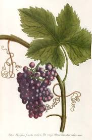 Image result for Vitis vinifera