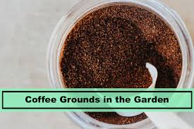 Many people recommend using coffee grounds on the soil to help bring down the ph of alkaline soil to a more neutral because coffee is acidic. Coffee Grounds In Garden Good Idea Or Not Plants Spark Joy