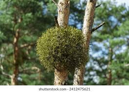 Image result for Viscum cylindricum