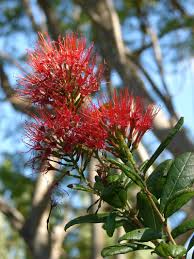 Image result for Combretum constrictum