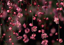 Pink sakura tree wallpaper, sunset, fantasy art, lava, trees. Sakura Blossom Hd Wallpapers Free Download Wallpaperbetter