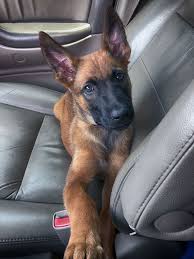If you are unable to find your belgian malinois puppy in our puppy for sale or dog for sale sections, please consider looking thru thousands of belgian malinois dogs for adoption. Belgian Malinois Breeder Belgian Malinois For Sale Belgian Malinois Puppies Malinois Puppies Belgian Dog