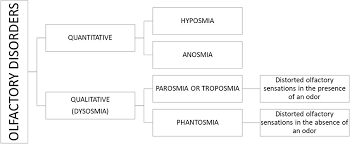 Though anosmia is not usually a sign of a serious condition, it can be problematic in everyday life. Frontiers Parosmia And Neurological Disorders A Neglected Association Neurology