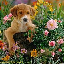Get them on the edge. Dog Border Collie Puppy 7 Weeks Old Amongst Flowers Photo Wp24562