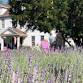 Serene Lavender Farm Open House and U-Pick - June 20