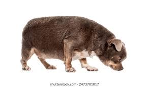Image result for chihuahua big obesity