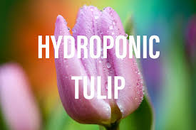 2 fill a flower vase 2/3 full with a. Hydroponic Tulips Everything You Need To Know Gardening Brain