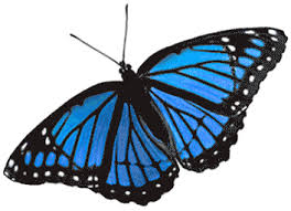 In the large butterfly png gallery, all of the files can be used for commercial purpose. Imagenes Bilder Papillon Gif On Gifer By Swordbreaker