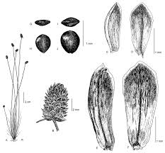 Image result for Nemum