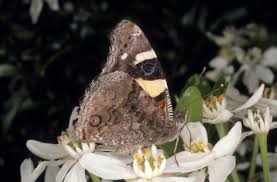 Image result for Primrose Yellow 1958 Admiral