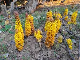 Image result for Cistanche tinctoria