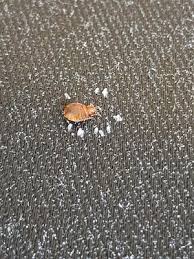 Pest control east london believe our cost for effective bed bug control london is reasonable and we constantly monitor industry prices to ensure it stays that way. Bed Bugs London Bed Bug Control London Bed Bugs Pest Control Treatments
