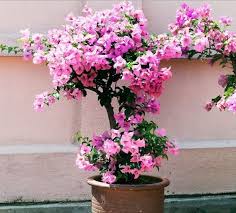 Cara Stek Bunga Kertas Bougenville Bunga Tanaman Bunga Kertas