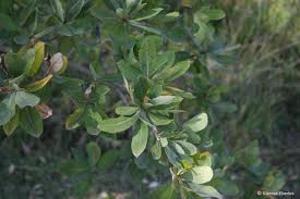 Image result for Terminalia sericea