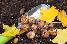 If you do spot a seedling emerging early, be sure to cover it with mulch. The Benefits Of Garden Planting In Fall
