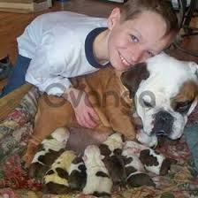 Already an approved releash atlanta adopter and interested in a dog? Cute English Bulldog Puppies For Adoption In Atlanta Usa Price 250 Usd Dogs Puppies On Gvanga Com Archived From 14 01 2021