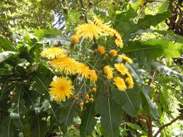 Image result for Sonchus schweinfurthii