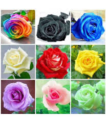 We did not find results for: Red Rose Seeds Online