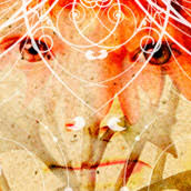 Simon Bosch Illustration