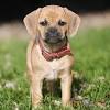 See all the dogs that fit this criteria and learn more about what it's like to have these dogs as pets. Https Encrypted Tbn0 Gstatic Com Images Q Tbn And9gctlyeohxkcv73olv9bcxszfbc46ib0gpxiaudnkx4burl24w Io Usqp Cau