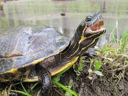 Turtles inhabiting temporary aquatic habitats will quickly emigrate if total drying occurs from drought (gibbons. Coastal Plain Cooter