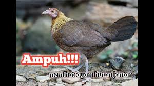 Suara Ayam Hutan Betina Original Untuk Mikat Youtube