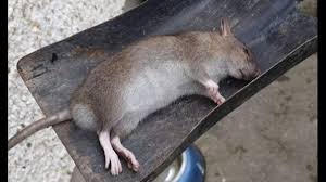 D material is soft, the shape holds well. Louth Residents Terrified By Rats Size Of Shovels In Housing Estate Infestation