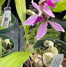 Image result for Ancistrochilus