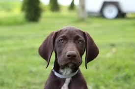 Maybe you would like to learn more about one of these? Labrador Breeder Colorado Springs Bmo Show
