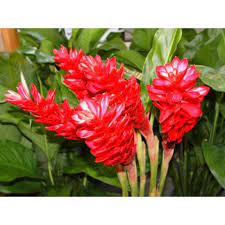 Red Ginger Plant Root 1 Pack 2 Roots Walmart Com In 2020 Ginger Plant Plant Roots Plants